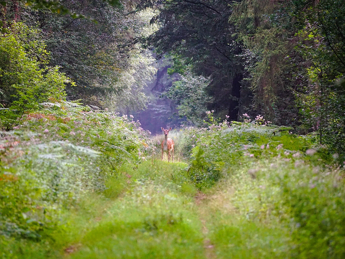 Die Tierwelt der Davert