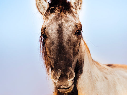 NABU-Weidelandschaft in der Davert