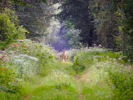Die Tierwelt der Davert